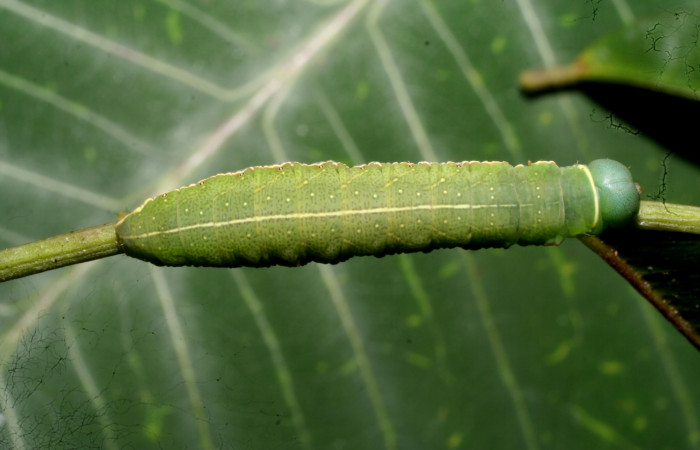 Fig. 6. Vista dorsal de <i>Hapigia</i> cresusDHJ02 (Notodontidae), posada sobre su planta hospedera <i>Andira inermis</i>, de la familia (Fabaceae). Voucher: 11- SRNP-56355-DHJ497309.jpg.