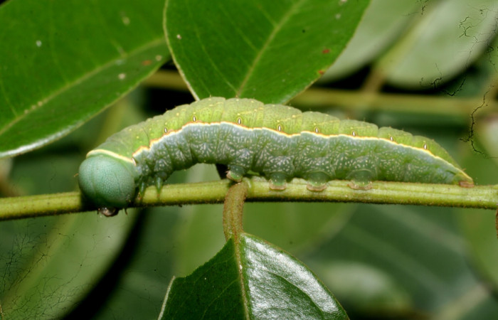 Fig. 3. Vista lateral de larva de <i>Hapigia</i> cresusDHJ02 (Notodontidae). Voucher: 11-SRNP-56355-DHJ497311.jpg