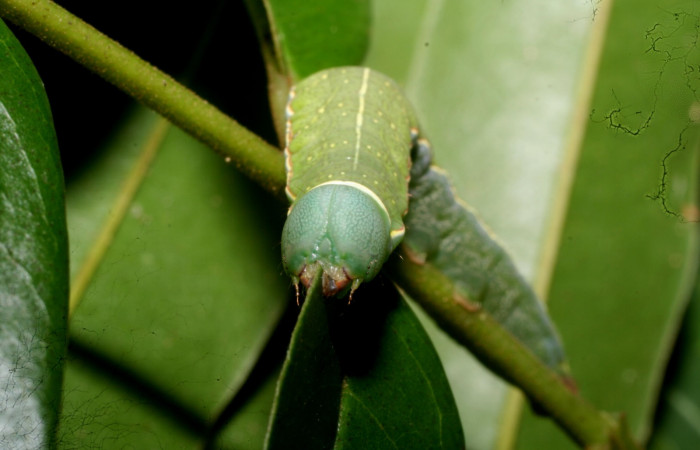 Fig. 5. Vista de la cabeza de <i>Hapigia</i> cresusDHJ02 (Notodontidae), alimentándose de su planta hospedera, (Fabaceae), <i>Andira inermis</i>. Voucher: 11-SRNP-56355-DHJ497313.jpg.