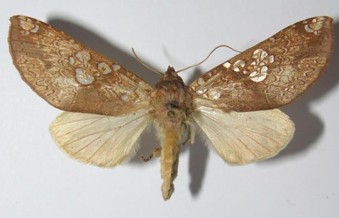 Fig. 18. Vista dorsal de adulto de <i>Hapigia</i> cresusDHJ02 (Notodontidae). Voucher: 11-SRNP-56356-DHJ556600.jpg