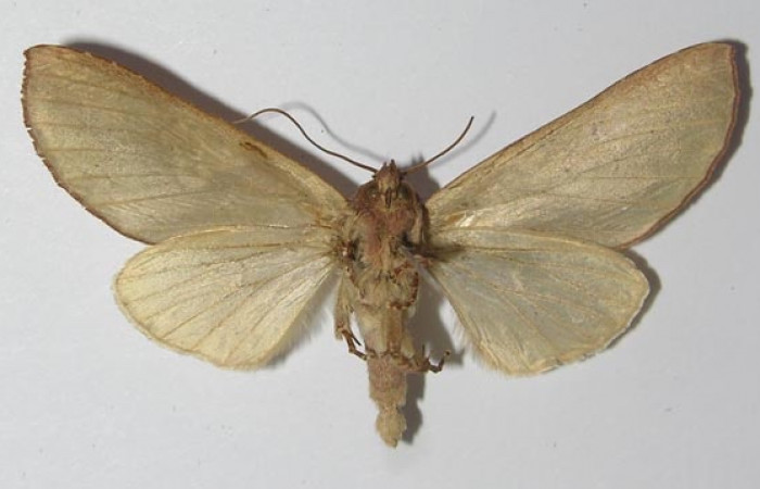 Fig. 19. Vista ventral de adulto de <i>Hapigia</i> cresusDHJ02 (Notodontidae). Voucher: 11-SRNP-56356-DHJ556601.jpg.