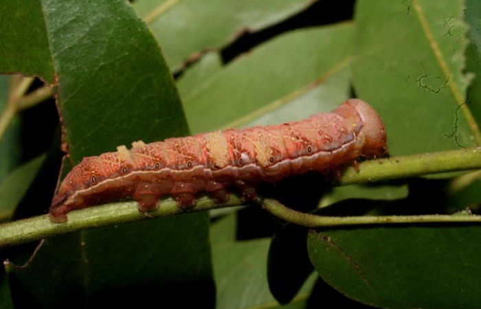 Fig. 9. Vista lateral de <i>Hapigia</i> cresusDHJ02 (Notodontidae), posada sobre su planta hospedera, con larvas parásitas de la familia (Eulophidae), <i>Euplectrus magdae</i>. Voucher: 11-SRNP-56372- DHJ497341.jpg.