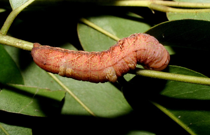 Fig. 10. Vista dorsal de <i>Hapigia</i> cresusDHJ02 (Notodontidae), posada sobre su planta hospedera, con larvas parásitas de la familia (Eulophidae), <i>Euplectrus magdae</i>. Voucher: 11-SRNP-56372-DHJ497346.jpg.