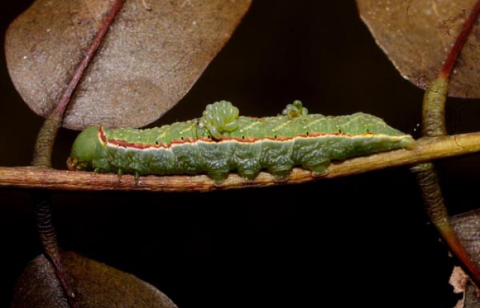 Fig. 11. Vista lateral de <i>Hapigia cresus</i> (Notodontidae), posada sobre su planta hospedera, con larvas parásitas de la familia (Eulophidae), <i>Euplectrus magdae</i>. Voucher: 11-SRNP-56373-DHJ497349.jpg.