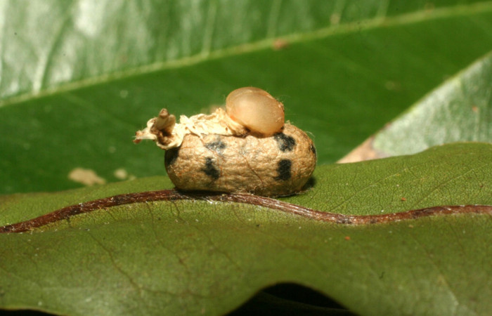 Fig. 12. Vista del capullo del parásito <i>Microcharops</i> tibialisDHJ10, de la familia (Ichneumonidae), junto a restos del cuerpo <i>Hapigia cresus</i> (Notodontidae). Voucher: 13-SRNP-56053-DHJ492099.jpg.
