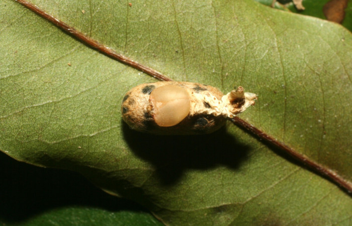 Fig. 13. Vista de restos de la larva de <i>Hapigia cresus</i> (Notodontidae), abajo el capullo del parásito <i>Microcharops</i> tibialisDHJ10, de la familia (Ichneumonidae). Voucher: 13-SRNP-56053-DHJ492102.jpg.