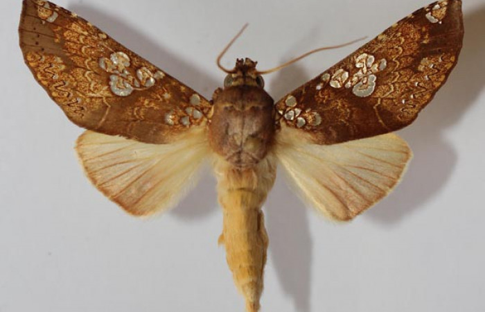 Fig. 20. Vista dorsal de adulto de <i>Hapigia</i> cresusDHJ03 (Notodontidae). Voucher: 93-SRNP-3183-DHJ588966.jpg.