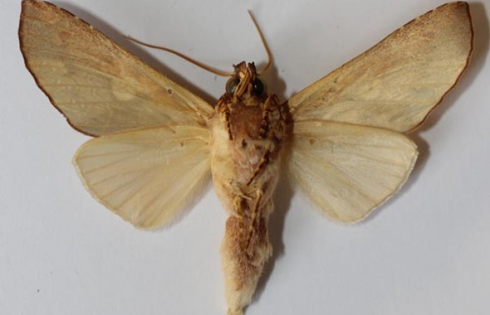 Fig. 21. Vista ventral de adulto de <i>Hapigia</i> cresusDHJ03 (Notodontidae). Voucher: 93-SRNP-3183-DHJ588967.jpg.