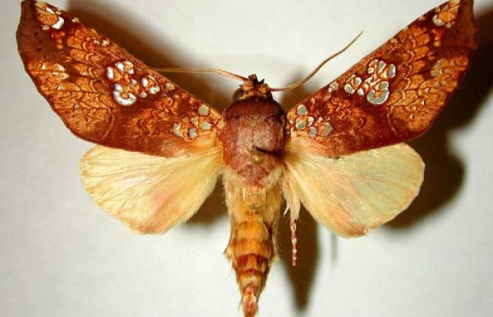 Fig. 14. Vista dorsal adulto macho de <i>Hapigia</i> cresusDHJ01 (Notodontidae). Voucher: 94-SRNP-5643-DHJ32492.jpg.