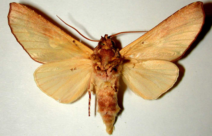 Fig. 15. Vista ventral adulto macho de <i>Hapigia</i> cresusDHJ01 (Notodontidae). Voucher: 94-SRNP-5643-DHJ32493.jpg.