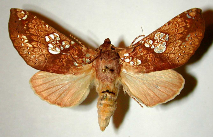 Fig. 16. Vista dorsal de adulto de <i>Hapigia</i> cresusDHJ01 (Notodontidae). Voucher: 99-SRNP-17669-DHJ32490.jpg