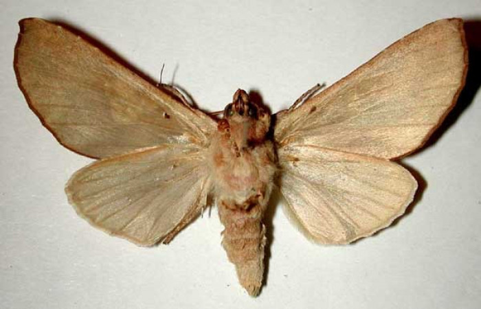 Fig. 17. Vista ventral de adulto de <i>Hapigia</i> cresusDHJ01, (Notodontidae). Voucher: 99-SRNP-17669-DHJ32491.jpg.