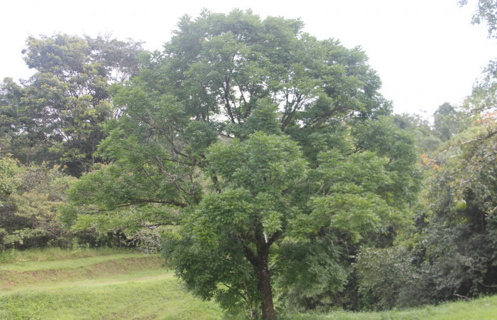 Fig. 22. Foto de planta hospedera de <i>Hapigia cresus</i> (Notodontidae). (Fabaceae),<i> Andira inermis</i>. Foto, Paratáxonomo Keiner Aragon, Estación Biológica Botarrama. Noviembre 2021.