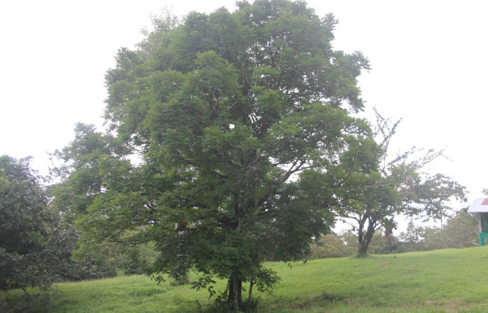Fig. 23. Foto de árbol de (Fabaceae), <i>Andira inermis</i>. Foto, Paratáxonomo Keiner Aragon, Estación Biológica Botarrama. Noviembre 2021.