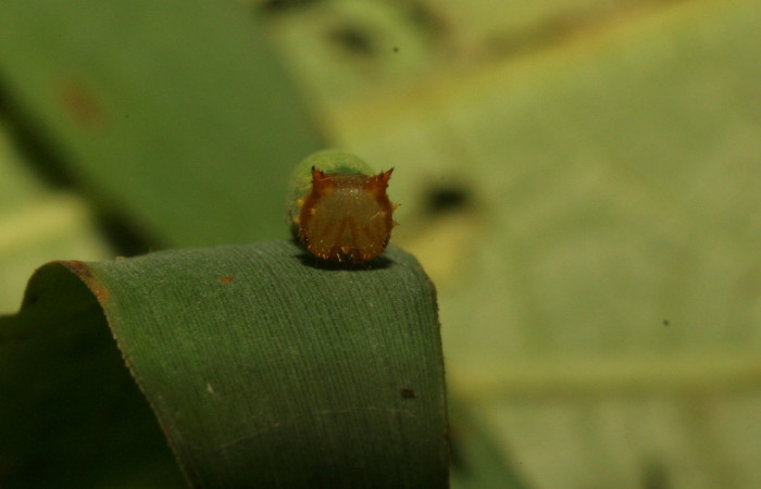 
Figura 1. Larva <i>Taygetomorpha salvini</i>, Nymphalidae, tercer estadio posición frontal la cabeza, planta hospedera Rhipidocladum racemiflorum (Poaceae). Mide 15 mm aproximadamente. Voucher: 11-SRNP-33490-DHJ484956.jpg.