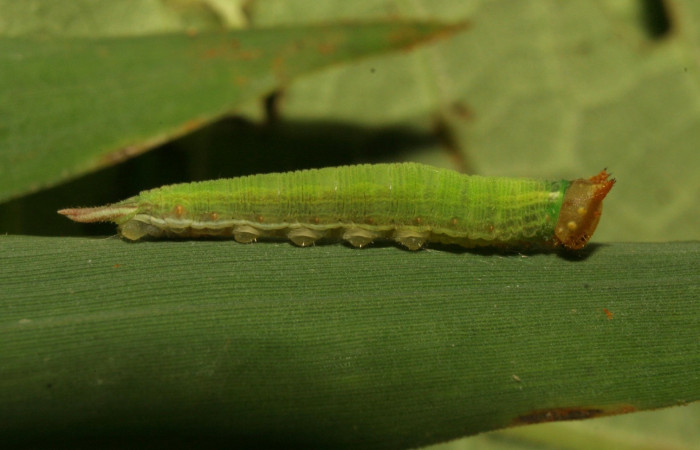 Figura 2. Larva <i>Taygetomorpha salvini</i>, Nymphalidae, tercer estadio posición lateral, planta hospedera Rhipidocladum racemiflorum (Poaceae). Mide 15 mm aproximadamente. Voucher: 11-SRNP-33490-DHJ484957.jpg.
