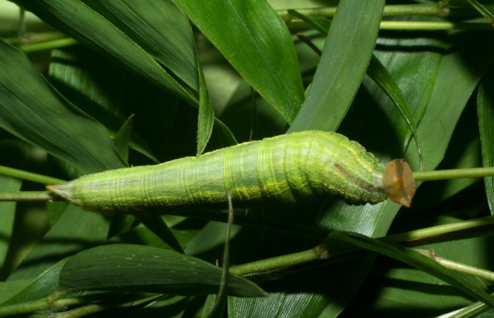 Figura 5. Larva <i>Taygetomorpha salvini</i>, Nymphalidae, cuarto estadio posición dorsal, planta hospedera Rhipidocladum racemiflorum (Poaceae). Mide 35 mm aproximadamente. Voucher: 11-SRNP-65595-DHJ497464.jpg.