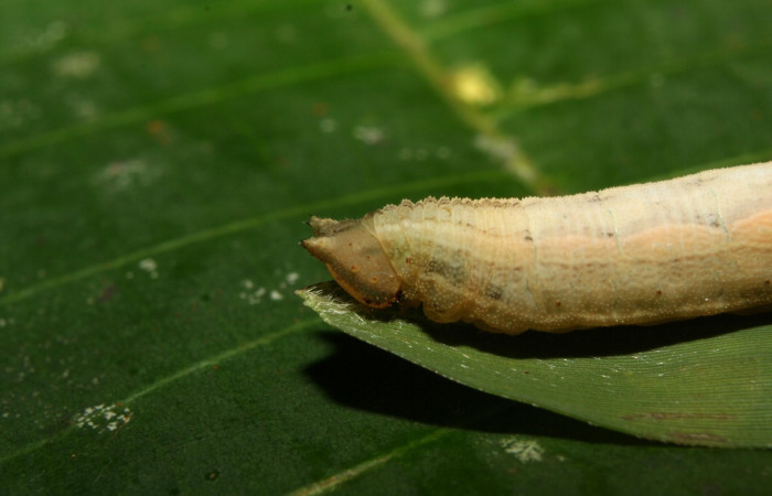 
Figura 09. Larva <i>Taygetomorpha salvini</i>, Nymphalidae, último estadio posición lateral cabeza, planta hospedera Rhipidocladum racemiflorum (Poaceae). Mide 37 mm aproximadamente. Voucher: 12-SRNP-70392-DHJ495083.jpg.