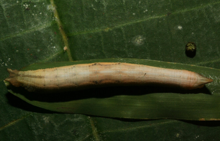 
Figura 10. Larva <i>Taygetomorpha salvini</i>, Nymphalidae, último estadio posición dorsal, planta hospedera Rhipidocladum racemiflorum (Poaceae). Mide 37 mm aproximadamente. Voucher: 12-SRNP-70392-DHJ495084.jpg.