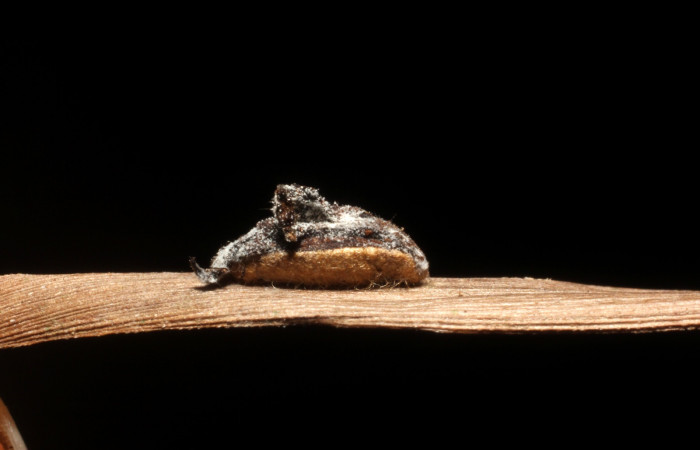 
Figura 16. Parasito, Mide 54 mm aproximadamente. 14-SRNP-71599-DHJ804947.