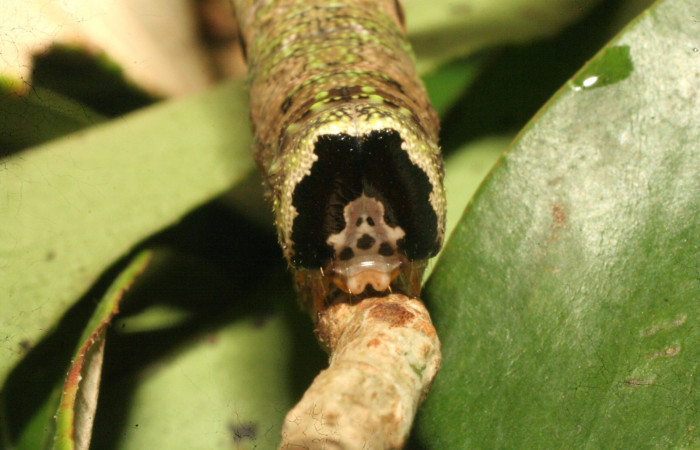 Fig.05. Larva de <i>Nyceryx eximia</i> (Sphingidae), 60mm de longitud, último estadío. Vista frontal del cabeza. Voucher: 18-SRNP-35958-DHJ769358.jpg.