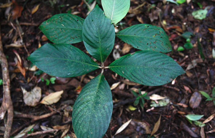 Fig.12. Vista frontal de <i>Arachnothryx buddleioides</i> (Rubiaceae), planta hospedera de <i>Nyceryx eximia</i> (Sphingidae).