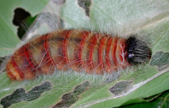 Figura 6. <i>Agara perissodora</i> (Hesperiidae), en último estadio, posición dorsal, Los Almendro, Canyon Rio Mena, posición lateral. Voucher 02-SRNP-14280-DHJ34455.jpg.