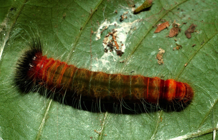 Figura 4. <i>Agara assaricus</i> (Hesperiidae), en último estadio, posición dorsal. Los Almendro, Guacimo. Voucher 02-SRNP-28629-DHJ69668.jpg.