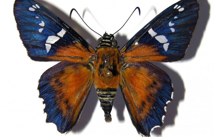 Figura 5. Adulto <i>Agara assaricus</i> (Hesperiidae), vista dorsal. Voucher 04-SRNP-1946-DHJ99340.jpg.