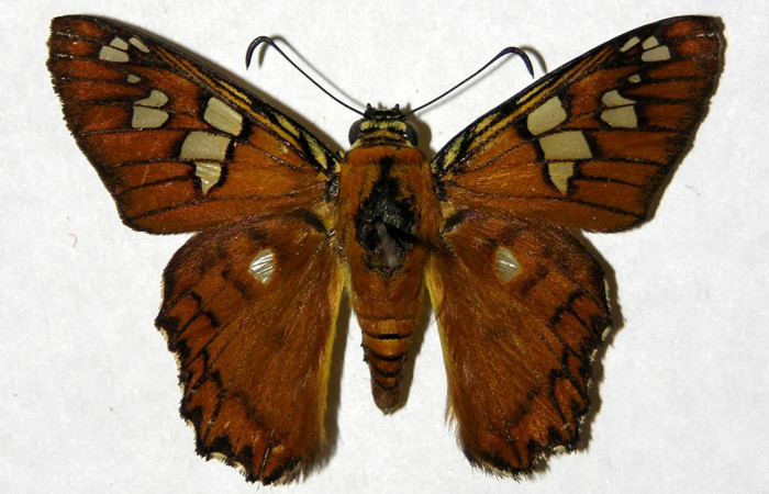 Figura 1. Adulto macho de <i>Agara amystis</i>, (Hesperiidae), vista dorsal. Voucher 04-SRNP-26567-DHJ323422.jpg.