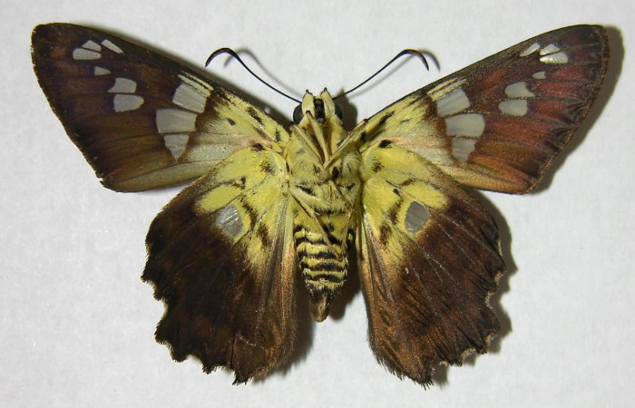 Figura 16. Adulto de <i>Agara amystis</i> (Hesperiidae) vista ventral. Voucher 06-SRNP-20007-DHJ374651.jpg.