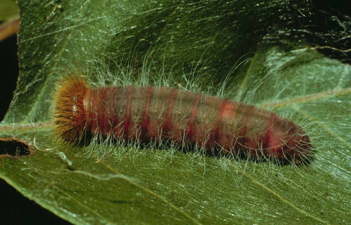 Figura 8. <i>Agara amystis</i> (Hesperiidae), último estadio, posición dorsal, Sector Santa Rosa, Area Administrativa. Voucher 93-SRNP-8387-DHJ26649.jpg.