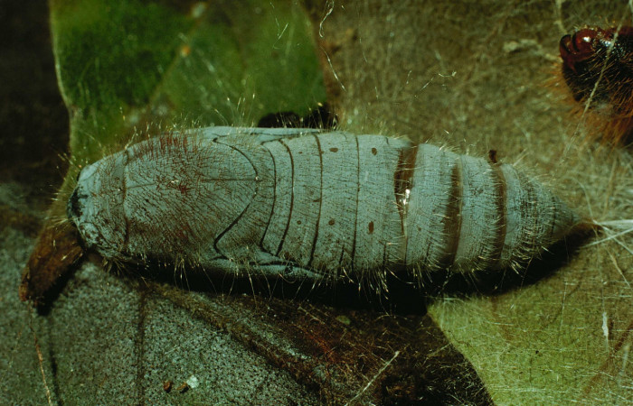 Figura 14. Pupa de <i>Agara amystis</i> (Hesperiidae) posición lateral. Sector Santa Rosa, Area Administrativa. Voucher 93-SRNP-8387-DHJ26651.jpg.