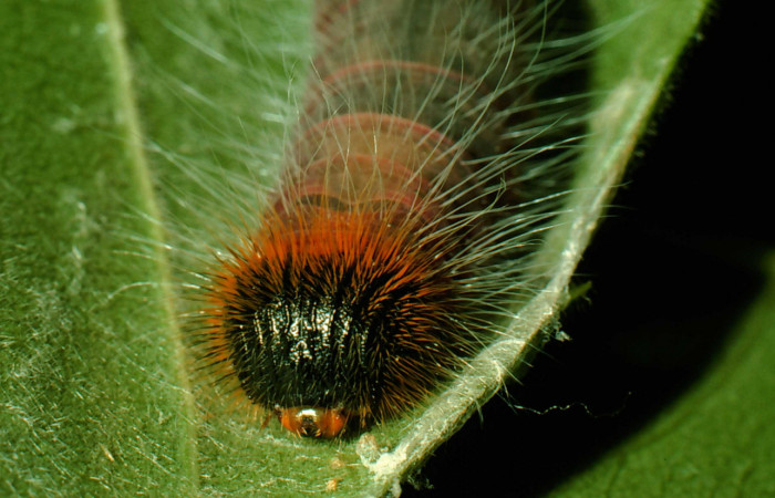 Figura 9. <i>Agara amystis</i> (Hesperiidae), último estadio, posición frontal, Sector Santa Rosa, Laguna Escondida. Voucher 95-SRNP-8772-DHJ25918.jpg.
