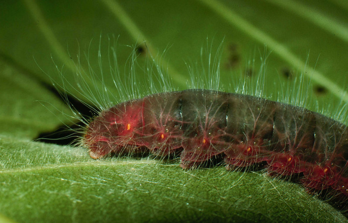 Figura 11. <i>Agara amystis</i> (Hesperiidae), último estadio, posición lateral trasera, Sector Santa Rosa, Laguna Escondida. Voucher 95-SRNP-8772-DHJ25924.jpg.