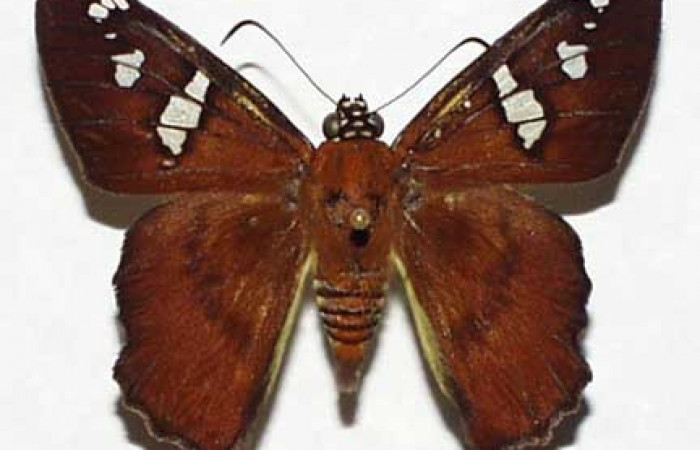 Figura 7. Adulto <i>Agara perissodora</i> (Hesperiidae), vista dorsal. Voucher 99-SRNP-2587-DHJ32460.jpg.