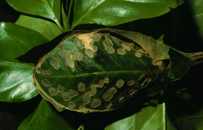 Figura 12. Casa típica de este género <i>Agara belti </i>(Hesperiidae) 99-SRNP-266-DHJ50071.jpg.