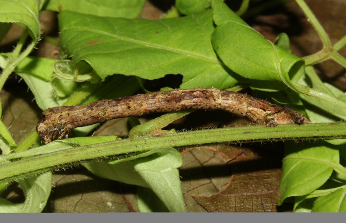 Figura 5. Larva <i>Holochroa ochra</i> (Geometridae), posición lateral entero. En la planta <i>Serjania schiedeana</i> (Sapindaceae). Area de Conservación Guanacaste, Santa Rosa. 19-SRNP-31249-DHJ765896.jpg.