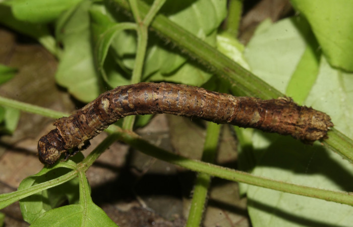 igura 4. Larva <i>Holochroa ochra</i> (Geometridae), posición cabeza lateral. En la planta <i>Serjania schiedeana</i> (Sapindaceae). Area de Conservación Guanacaste, Santa Rosa. 19-SRNP-31249-DHJ765897.jpg.