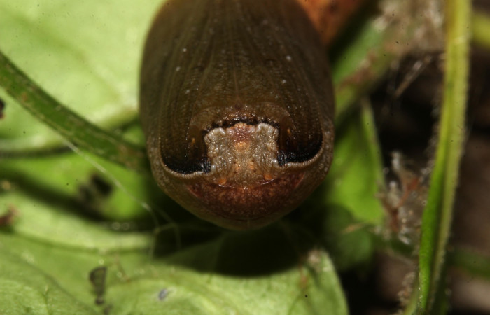 Figura 9. Pupa <i>Holochroa ochra</i> (Geometridae). En la planta <i>Serjania schiedeana</i> (Sapindaceae). Area de Conservación Guanacaste, Santa Rosa. 19-SRNP-31249-DHJ766042.jpg.