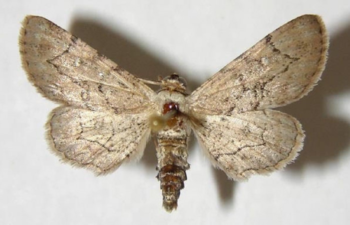 Figura 1. Adulto <i>Holochroa ochra</i> (Geometridae). Área de Conservación Guanacaste, Sector Santa Rosa. 83-SRNP-457-DHJ5326.