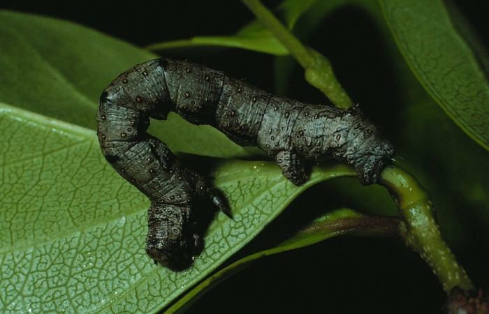 Figura 7. Larva <i>Holochroa ochra</i> (Geometridae), posición lateral entero. En la planta <i>Rehdera trinervis</i> (Verbenaceae). Area de Conservación Guanacaste, Santa Rosa. 84-SRNP-385-DHJ7299.jpg.