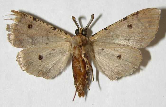 Figura 12. Adulto macho de <i>Holochroa ochra</i> (Geometridae).Posición ventral. Área de Conservación Guanacaste, Sector Santa Rosa. 90-SRNP-193-DHJ356780.