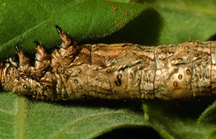 Figura 8. Larva <i>Holochroa ochra</i> (Geometridae), posición lateral. En la planta <i>Serjania schiedeana</i> (Sapindaceae). Area de Conservación Guanacaste, Santa Rosa. 95-SRNP-4291-DHJ22782.jpg.