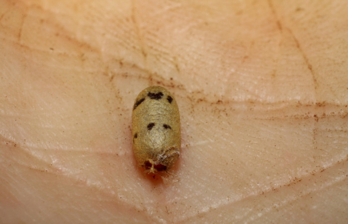  Capullo de <i>Casinaria CAS-800 Parásito de larva <i>Cecrita macarisma</i> (Notodontidae),  Sector Santa Rosa, Vado Esteron. Voucher 09-SRNP-15036-DHJ469908.jpg. 
