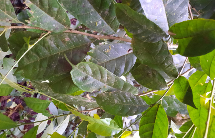  Envés de hojas de <i>Sorocea trophoides</i> (Moraceae), Planta hospedera de <i>Cecrita macarisma</i> ( Notodontidae). Sector San Cristóbal, Sendero Corredor. Foto, Elda Araya. 14 Noviembre 2021 
