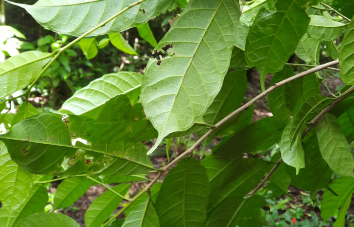  Haz de hojas de <i>Sorocea trophoides</i> (Moraceae), Planta hospedera de <i>Cecrita macarisma</i> ( Notodontidae). Sector San Cristóbal, Sendero Corredor. Foto, Elda Araya. 14 Noviembre 2021 
