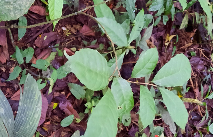  Juvenil de <i>Sorocea trophoides</i> (Moraceae), Planta hospedera de <i>Cecrita macarisma</i> ( Notodontidae). Sector San Cristóbal, Sendero Corredor. Foto, Elda Araya. 14 Noviembre 2021 
