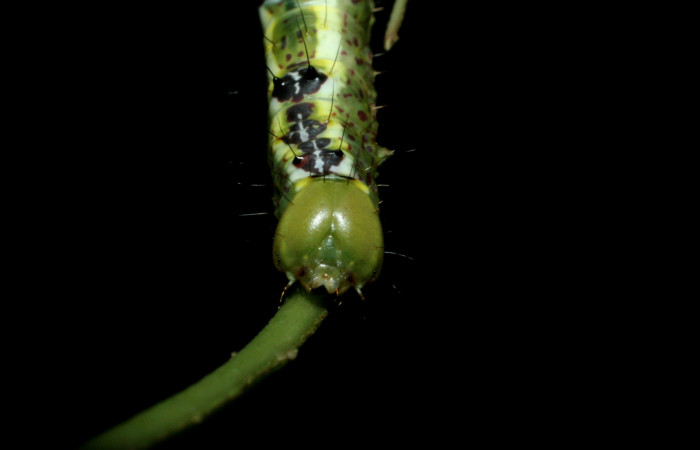 Cabeza en posición frontal de <i>Cecrita macarisma</i> (Notodontidae), U estadio. Sector Santa Rosa, Vado Esteron. Voucher 09-SRNP-15037-DHJ463764.jpg. 
