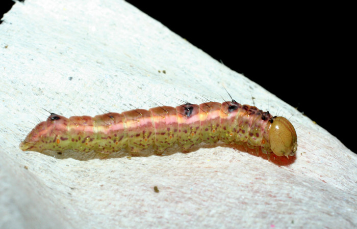  Prepupa en posición lateral de <i>Cecrita macarisma</i> (Notodontidae). Sector Santa Rosa, Vado Esteron. Voucher 09-SRNP-15041-DHJ463766.jpg. 
